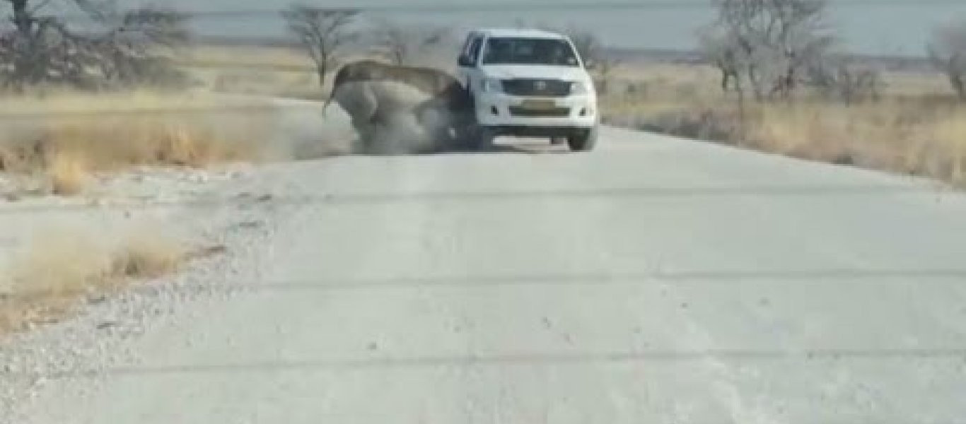 Βίντεο: Ρινόκερος κάνει επίθεση σε SUV με τουρίστες